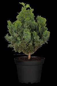 Chamaecyparis o. 'Nana Gracilis' 25-30 cm cont. 5,0L - afbeelding 3