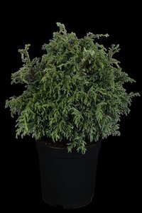 Chamaecyparis p. 'Baby Blue' 30-40 cm cont. 5,0L - afbeelding 2