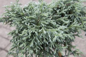 Chamaecyparis p. 'Baby Blue' 30-40 cm cont. 5,0L - afbeelding 3