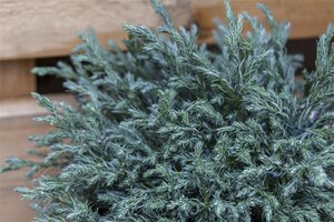 Chamaecyparis p. 'Baby Blue' 30-40 cm cont. 5,0L - afbeelding 4