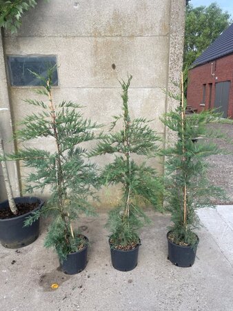 Cupressocyparis leylandii 125-150 cm cont. 10L - afbeelding 4