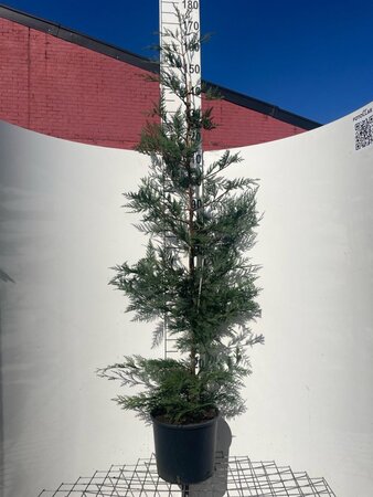 Cupressocyparis leylandii 150-175 cm cont. 10L - afbeelding 4