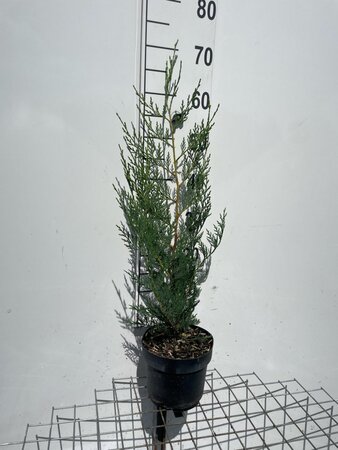 Cupressocyparis l. 'Tweeduizendéén' 60-80 cm cont. 3,0L