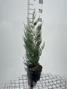 Cupressocyparis l. 'Tweeduizendéén' 60-80 cm cont. 3,0L