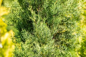 Cupressus semp. 'Pyramidalis' 150-175 cm cont. 18L