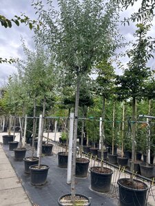 Elaeagnus angustifolia 16-18 Hoogstam container