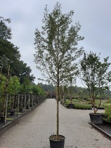 Elaeagnus commutata 'Zempin' 16-18 Hoogstam container