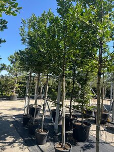 Ilex cassine 10-12 Hoogstam cont. 30L
