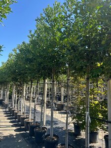 Ilex cassine 14-16 Hoogstam container