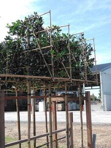 Ilex 'Nellie R. Stevens' 12-14 Hoogstam cont. 55L SCHERM,br120xh120 180 cm stam
