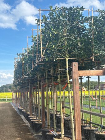 Ilex 'Nellie R. Stevens' 12-14 STA cont. 55L screen,br120xh120 180 cm stem - image 2