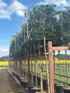 Ilex 'Nellie R. Stevens' 12-14 STA cont. 55L screen,br120xh120 180 cm stem - image 2