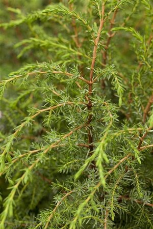 Juniperus comm. 'Hibernica' 15-20 cm cont. 2,0L - afbeelding 1
