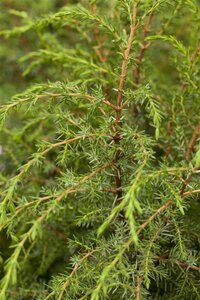 Juniperus comm. 'Hibernica' 15-20 cm cont. 2,0L