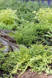 Juniperus pf. 'Old Gold' 20-30 cm cont. 2,0L - afbeelding 2