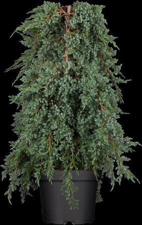 Juniperus squamata 'Blue Carpet' 20-30 cm cont. 2,0L - afbeelding 1