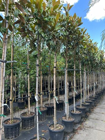Magnolia grand. 'Galissonnière' 8-10 Hoogstam cont. 35L
