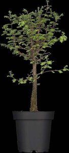 Metasequoia glyptostroboides 100-125 cm container