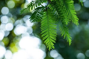 Metasequoia glyptostroboides 14-16 cm draadkluit geveerd 3 X verplant