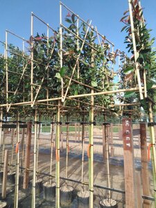 Photinia fraseri 'Red Robin'= 'Roodborstje' 10-12 Hoogstam cont. 30L SCHERM,br120xh120 180 cm stam - afbeelding 2
