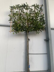 Photinia fraseri 'Red Robin'= 'Roodborstje' 12-14 Hoogstam draadkluit SCHERM,br150xh120 180 cm stam