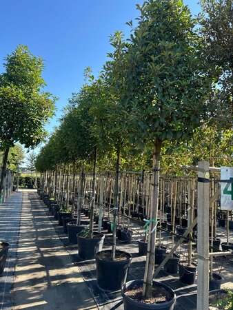 Photinia fraseri 'Red Robin'= 'Roodborstje' 18-20 Hoogstam container - afbeelding 2