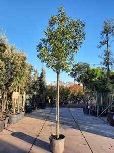 Photinia fraseri 'Red Robin'= 'Roodborstje' 18-20 STA container