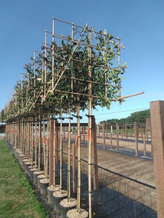 Photinia fraseri 'Red Robin'= 'Roodborstje' 8-10 Hoogstam cont. 30L SCHERM,br120xh120 180 cm stam