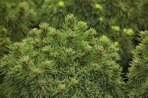 Picea gl. 'Alberta Globe' 20-25 cm cont. 5,0L