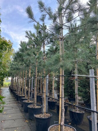 Pinus nigra nigra (='Austriaca') 20-25 Hoogstam container - afbeelding 1