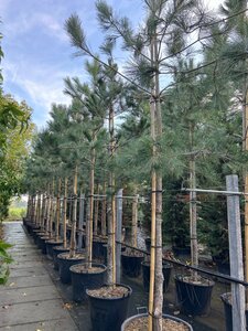 Pinus nigra nigra (='Austriaca') 20-25 Hoogstam container - afbeelding 1