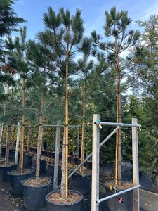 Pinus nigra nigra (='Austriaca') 20-25 Hoogstam container - afbeelding 2