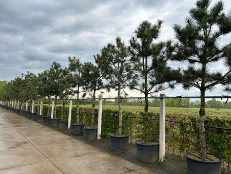 Pinus nigra nigra (='Austriaca') 30-35 Hoogstam container - afbeelding 1