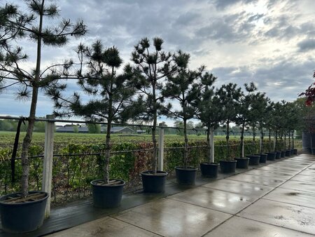 Pinus nigra nigra (='Austriaca') 30-35 Hoogstam container - afbeelding 2