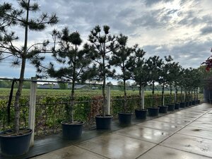Pinus nigra nigra (='Austriaca') 30-35 Hoogstam container - afbeelding 2
