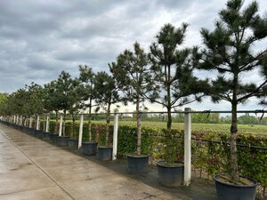 Pinus nigra nigra (='Austriaca') 30-35 STA container