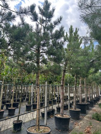 Pinus nigra nigra (='Austriaca') 30-35 STA container - image 3