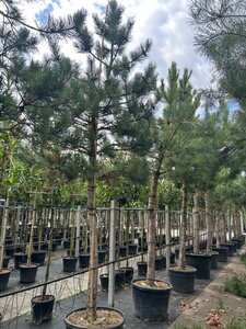 Pinus nigra nigra (='Austriaca') 30-35 STA container - image 3