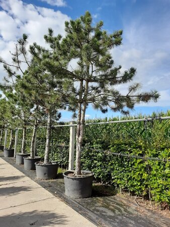 Pinus nigra nigra (='Austriaca') 40-45 Hoogstam container