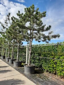 Pinus nigra nigra (='Austriaca') 40-45 STA container