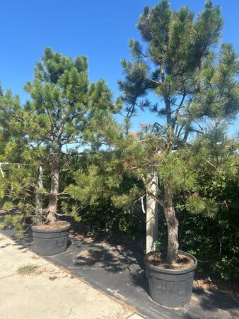 Pinus nigra nigra (='Austriaca') halfstam container - afbeelding 2