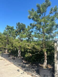 Pinus nigra nigra (='Austriaca') HS WRB single