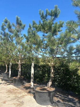Pinus nigra nigra (='Austriaca') HS WRB single - image 2
