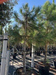 Pinus pinaster 16-18 Hoogstam container