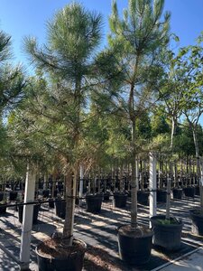 Pinus pinaster 20-25 Hoogstam container