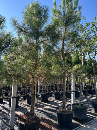 Pinus pinaster 20-25 STA container