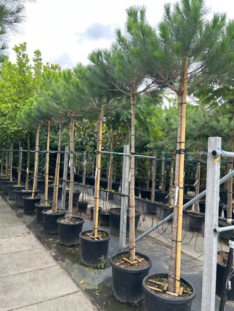 Pinus pinea 12-14 Hoogstam container