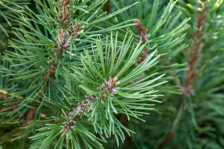 Pinus pinea 20-25 Hoogstam container