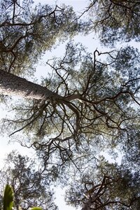 Pinus sylvestris 125-150 cm met kluit - afbeelding 3