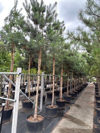 Pinus sylvestris 16-18 STA container - image 2
